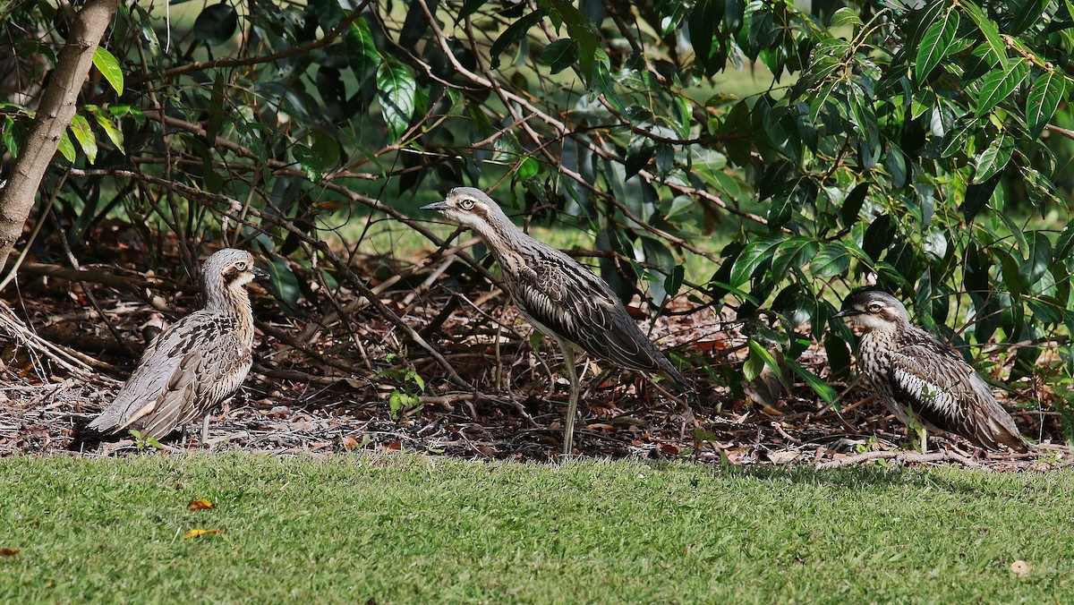 Bush Thick-knee - Katherine Clark
