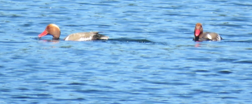 Red-crested Pochard - ML104029231