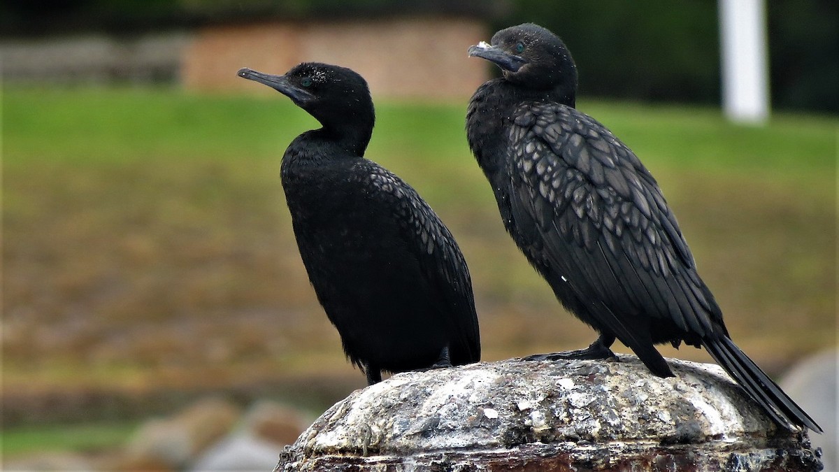 Little Black Cormorant - Ash Allnutt