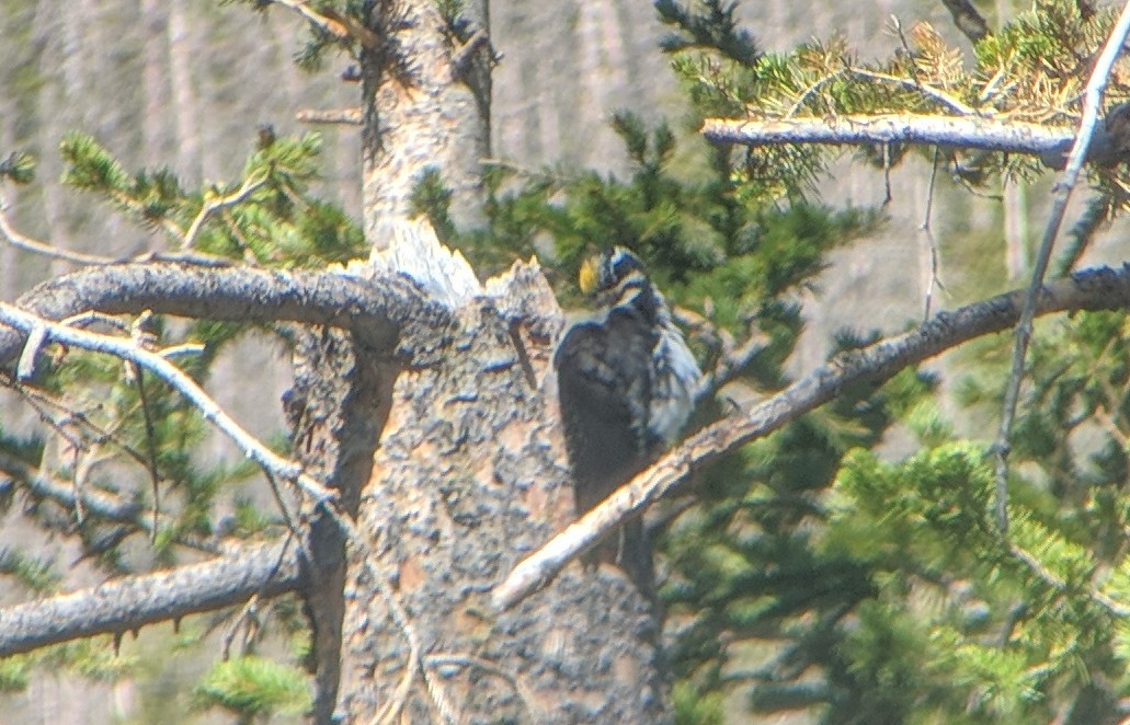 American Three-toed Woodpecker - ML104032781