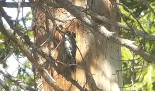 American Three-toed Woodpecker - ML104032801