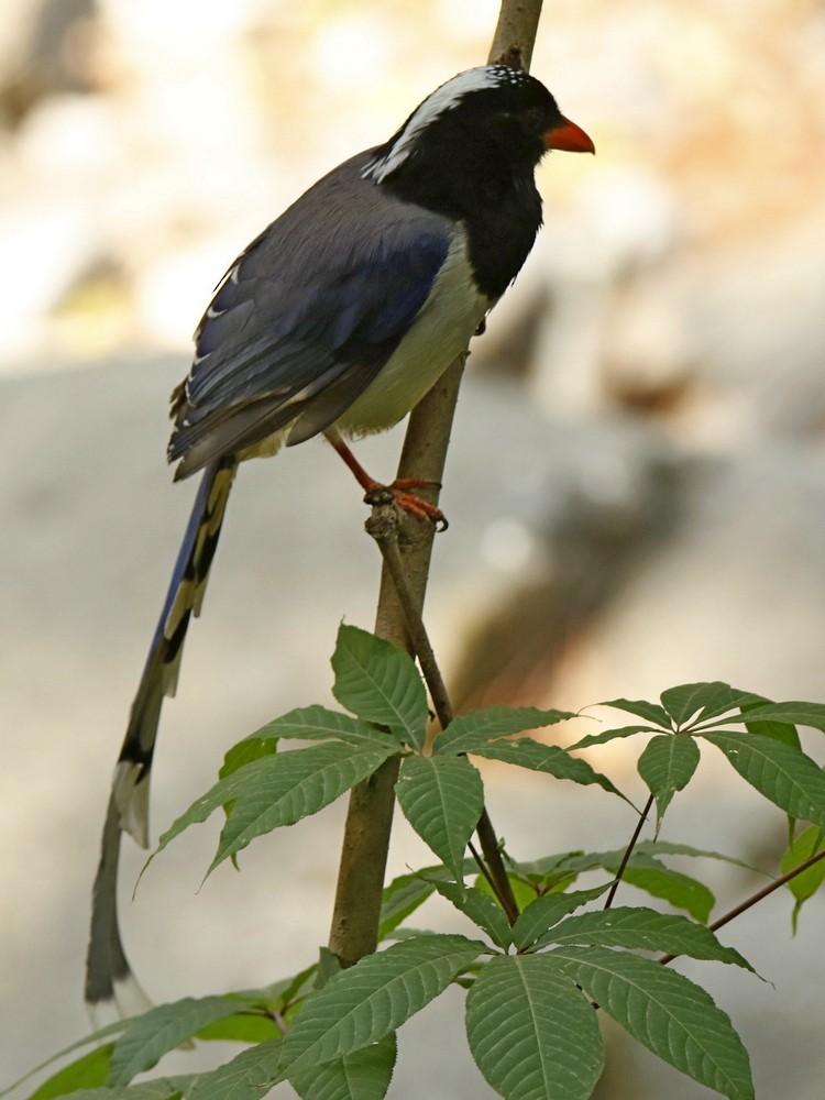 Red-billed Blue-Magpie - ML104041281