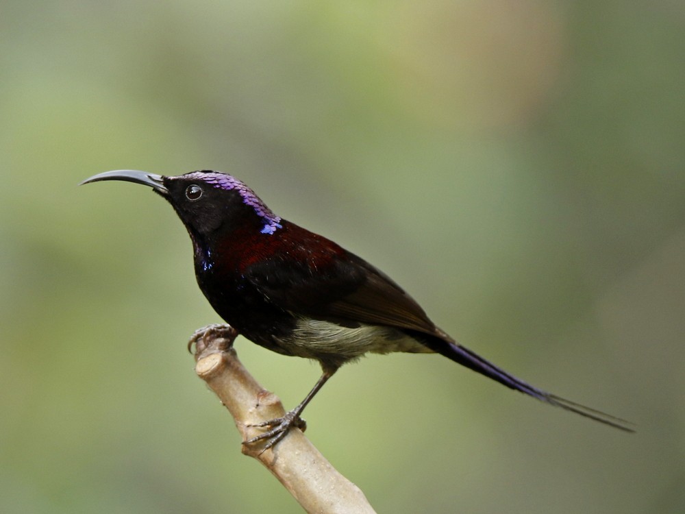 Black-throated Sunbird - Subhadra Devi