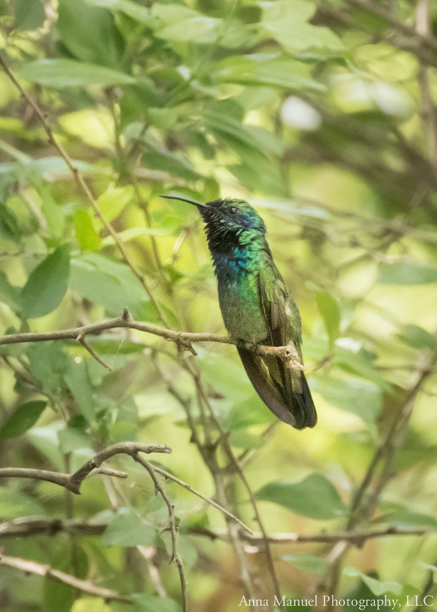 Mexican Violetear - ML104042291