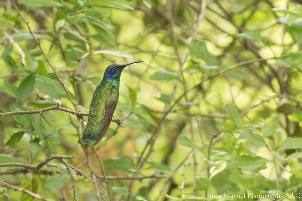 Mexican Violetear - ML104042301