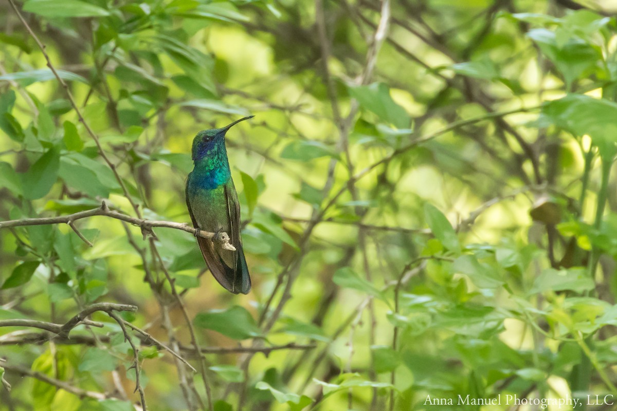 Mexican Violetear - ML104042311