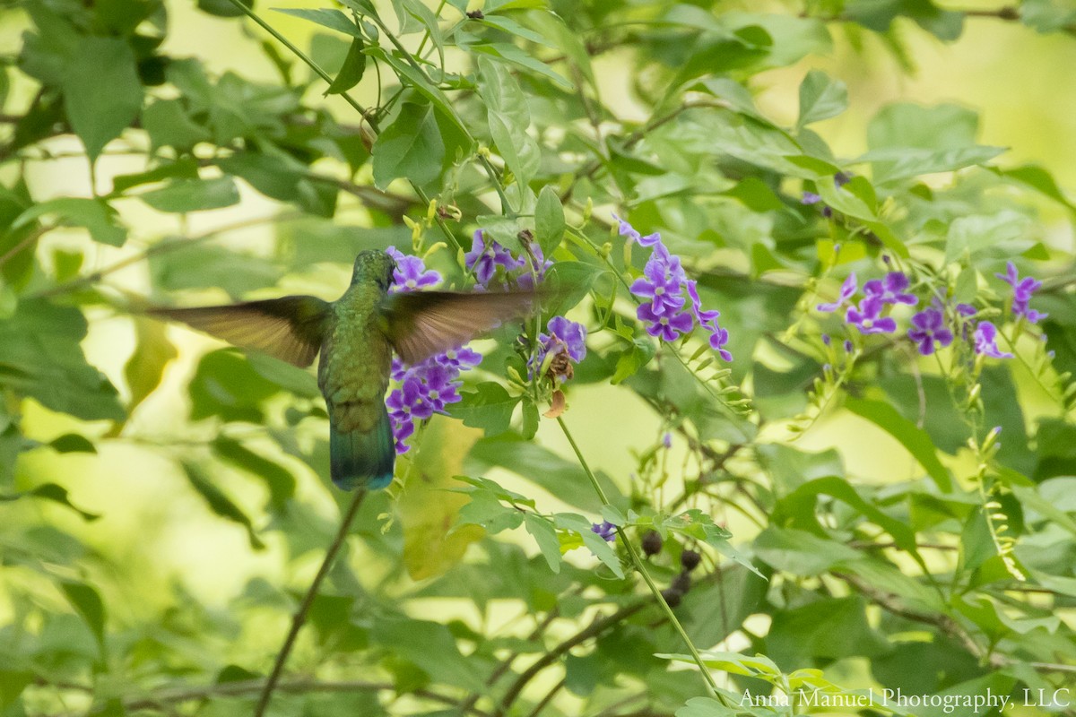 Mexican Violetear - ML104042321