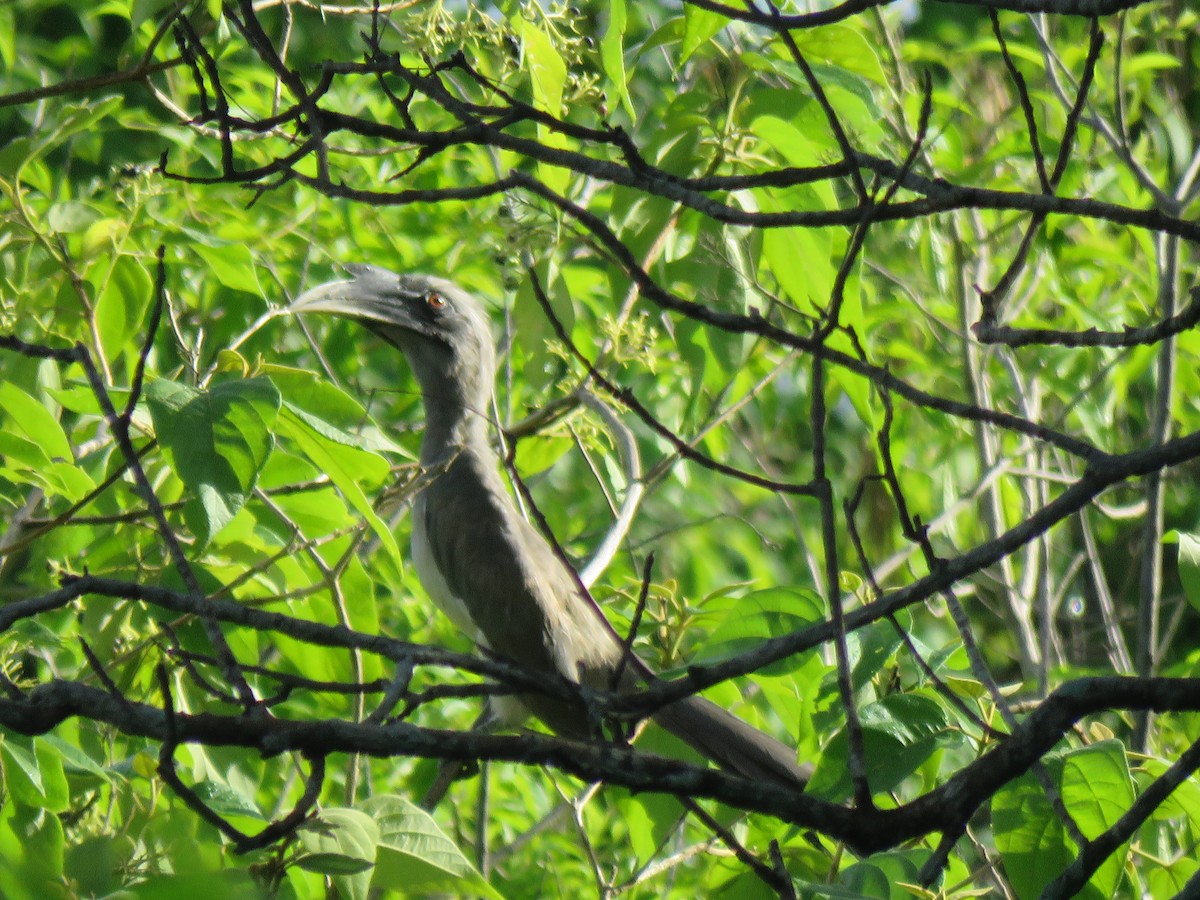 zoborožec klínoocasý - ML104044651