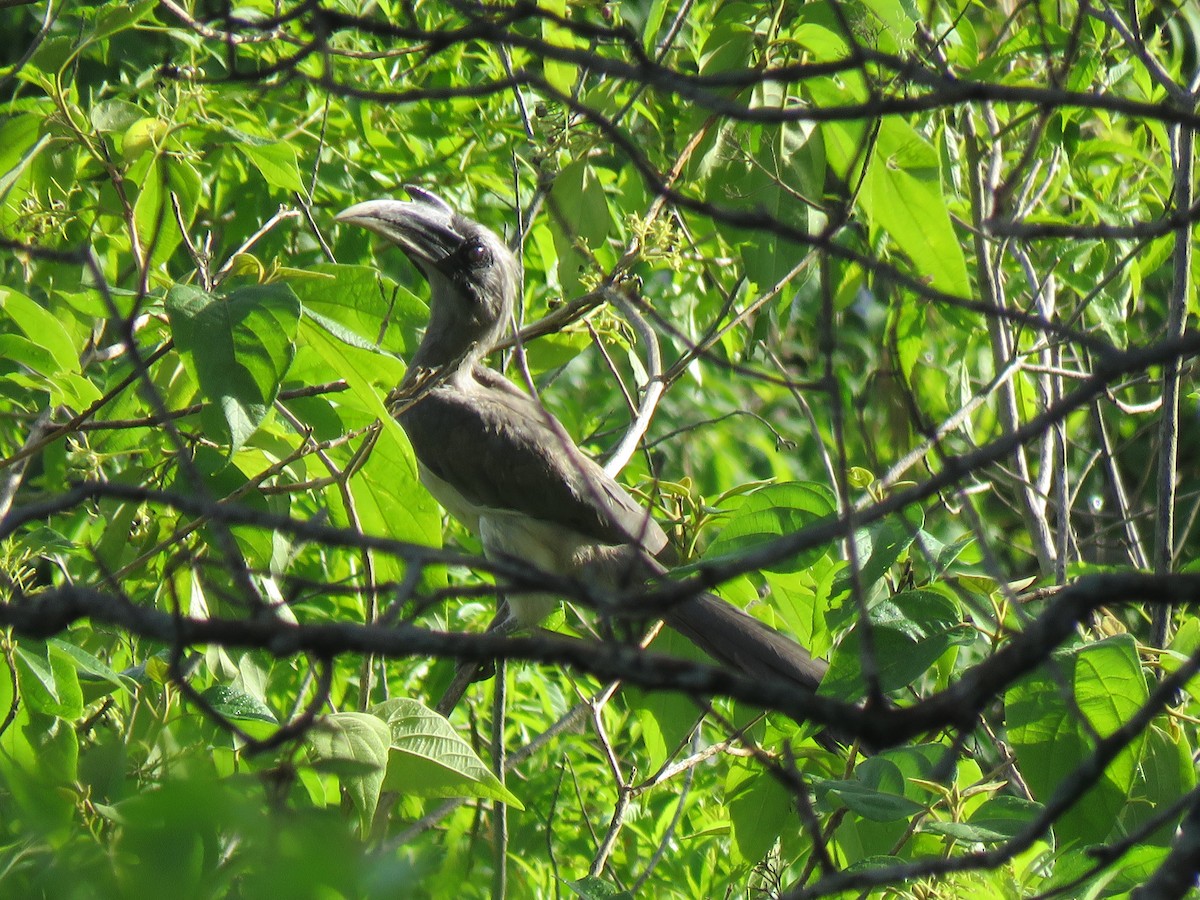 zoborožec klínoocasý - ML104044661