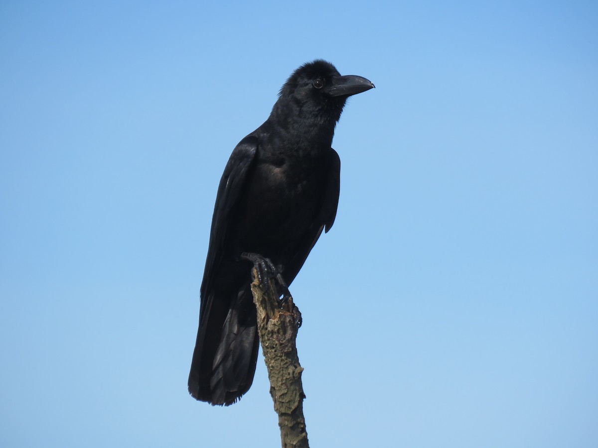 vrána tlustozobá - ML104044681