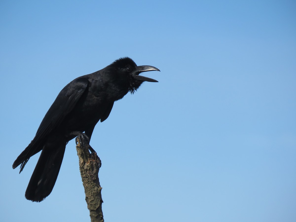 vrána tlustozobá - ML104044691