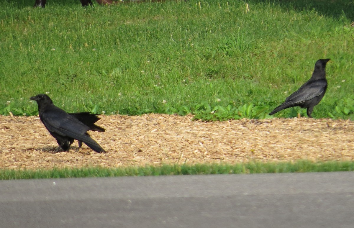 American Crow - ML104044711