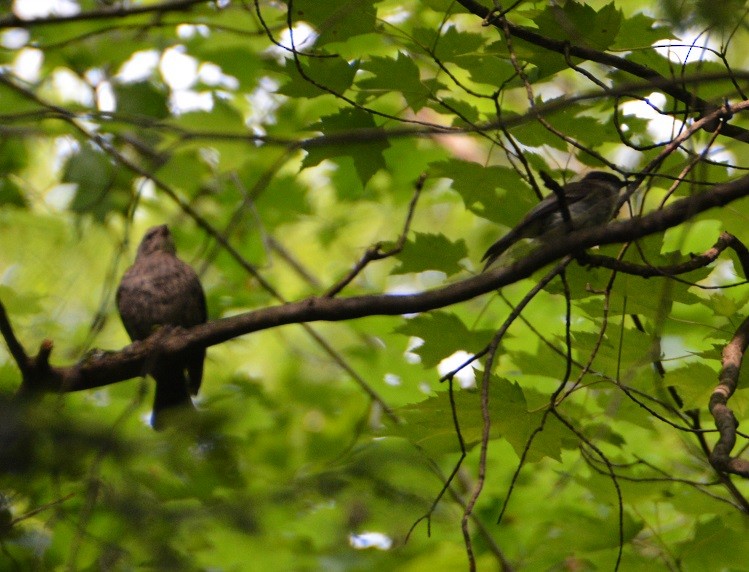 Brown-headed Cowbird - "Chia" Cory Chiappone ⚡️