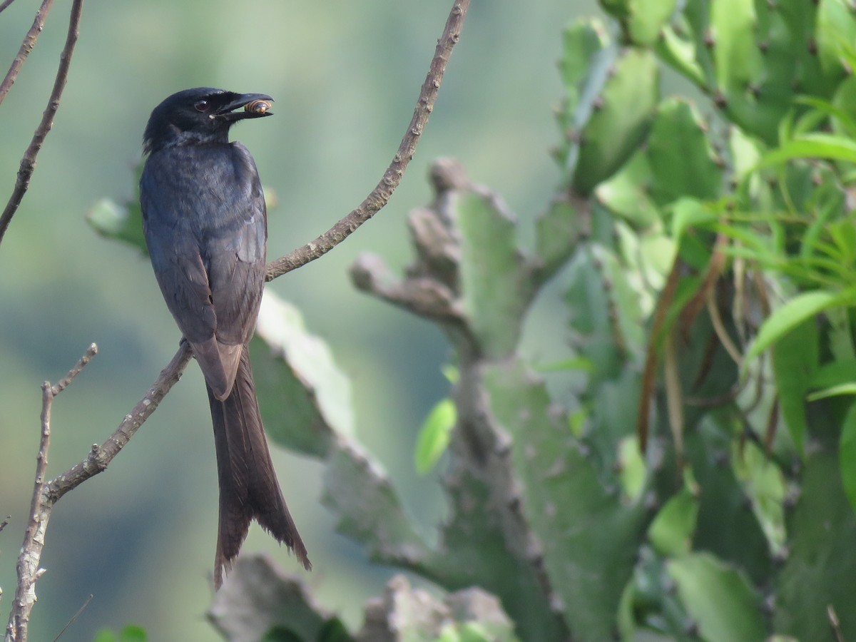 drongo černý - ML104044761
