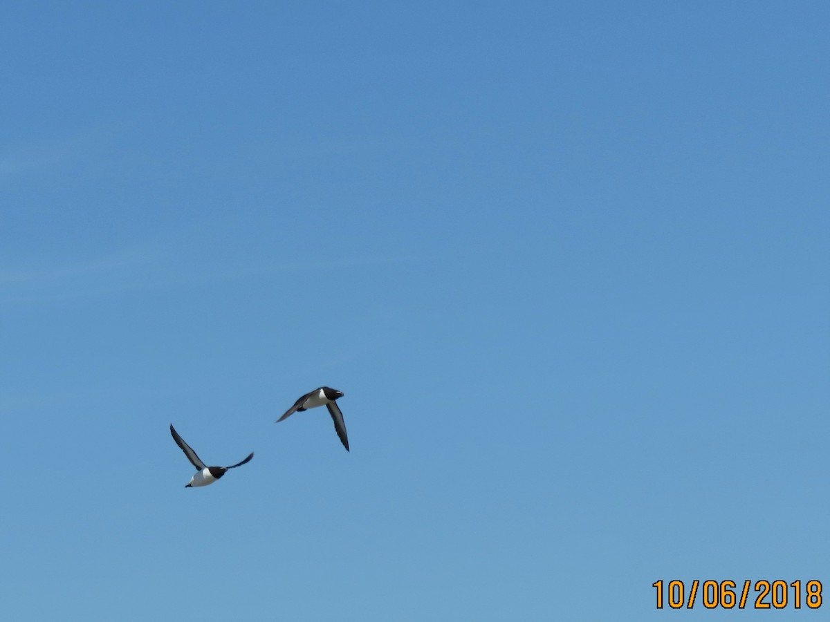 Razorbill - ML104044841