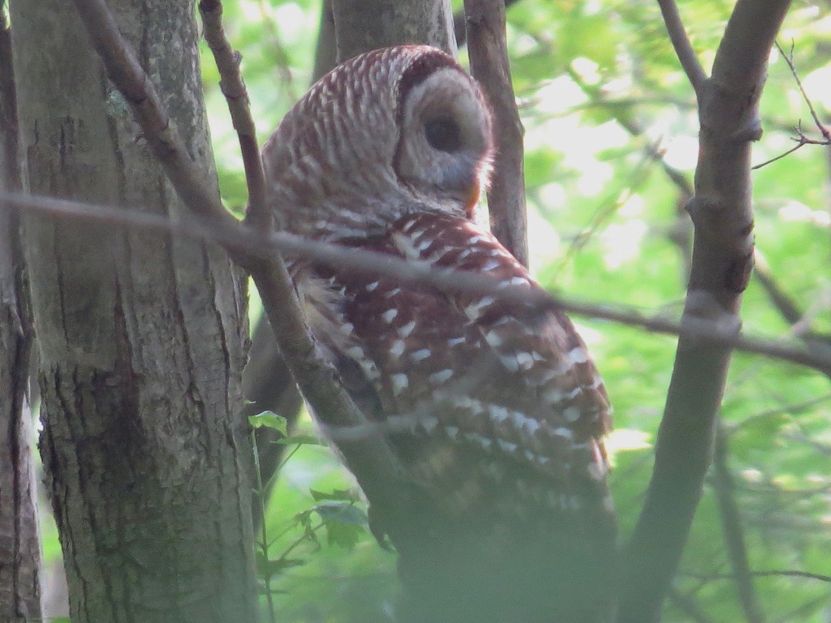 Barred Owl - ML104044901