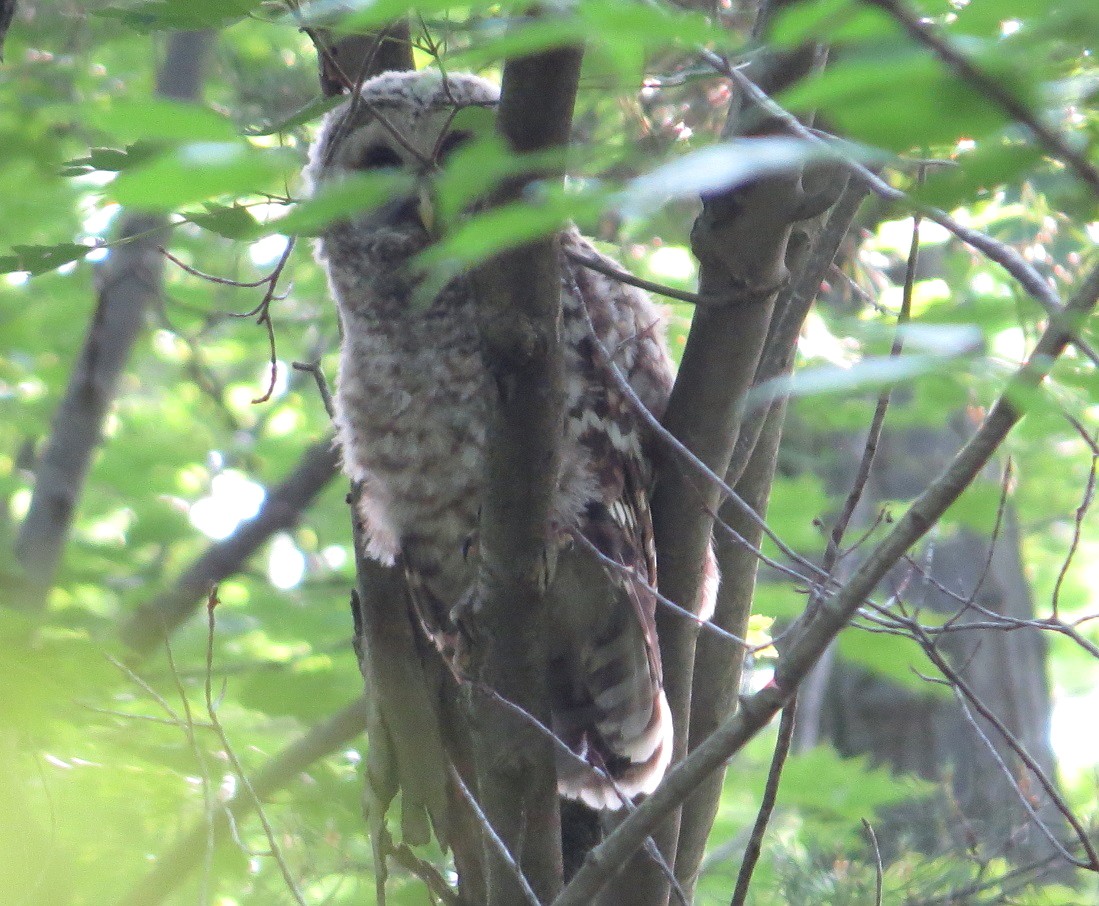 Barred Owl - ML104044911