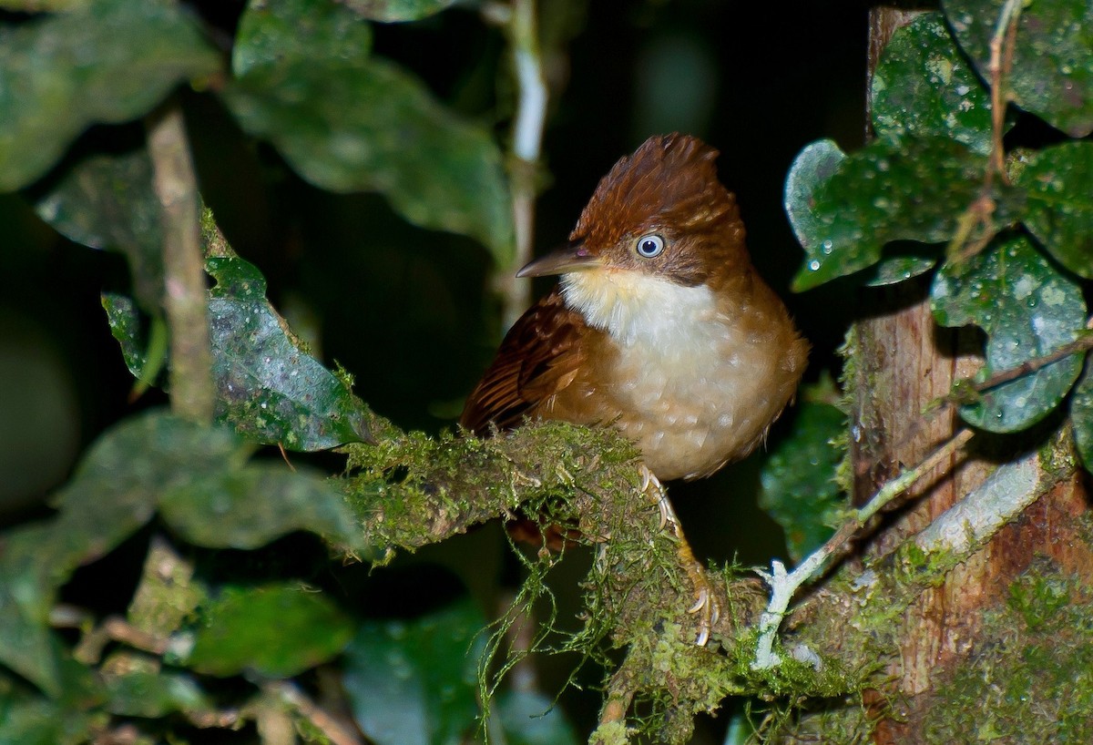 White-eyed Foliage-gleaner - Marcos Eugênio Birding Guide