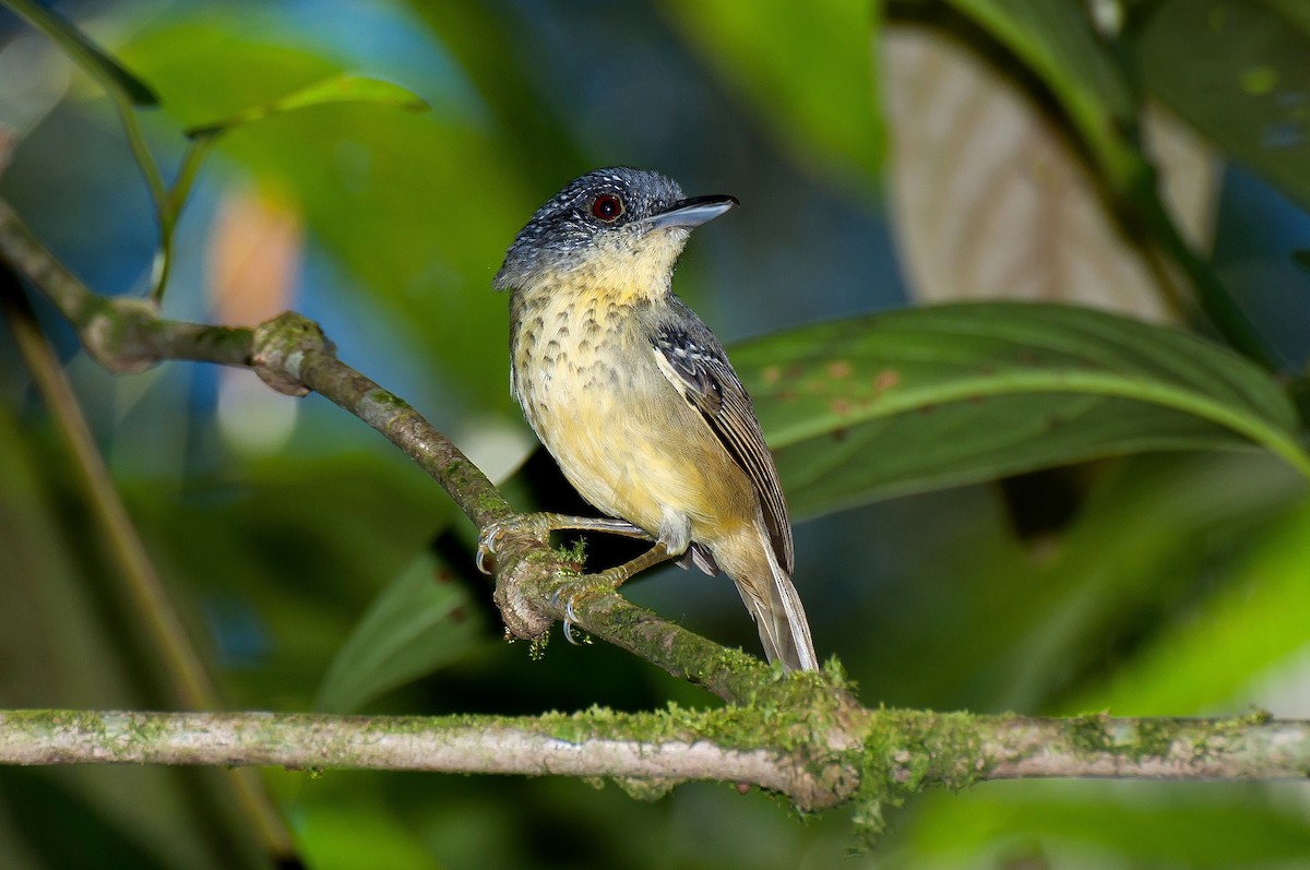 Spot-breasted Antvireo - ML104045381