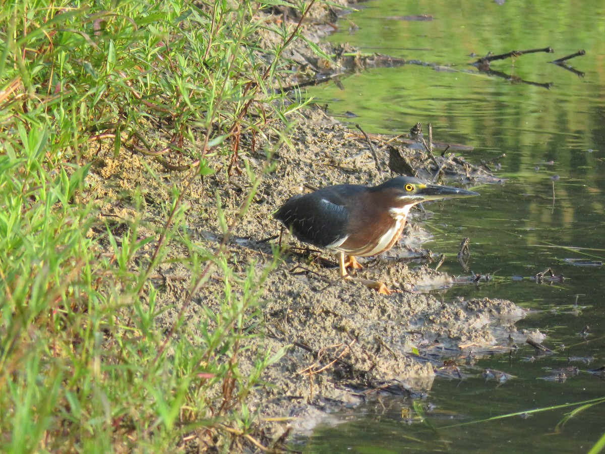 Green Heron - ML104046681