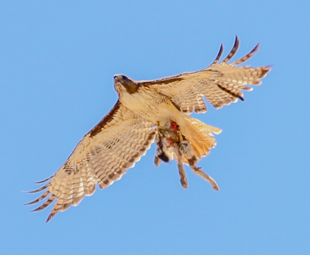 Red-tailed Hawk - ML104047541