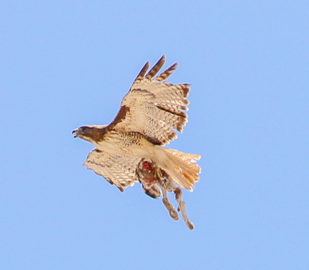 Red-tailed Hawk - ML104047551