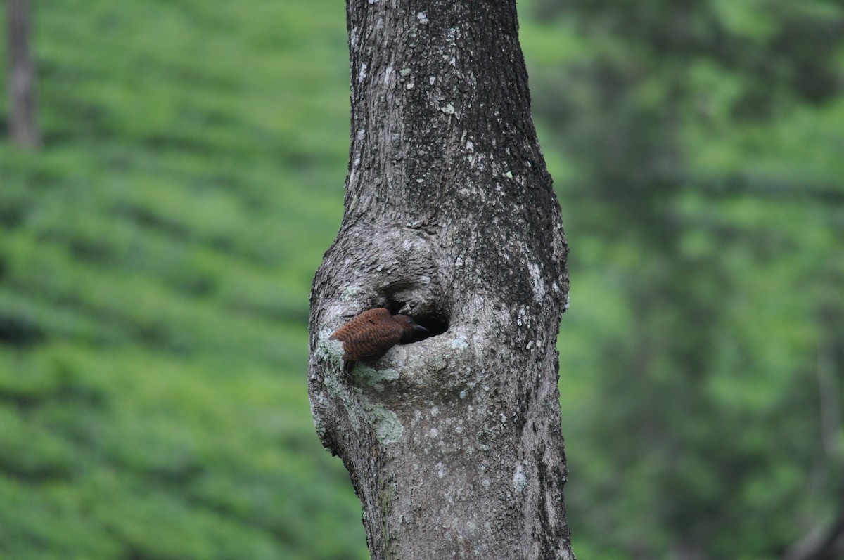 Rufous Woodpecker - ML104049391