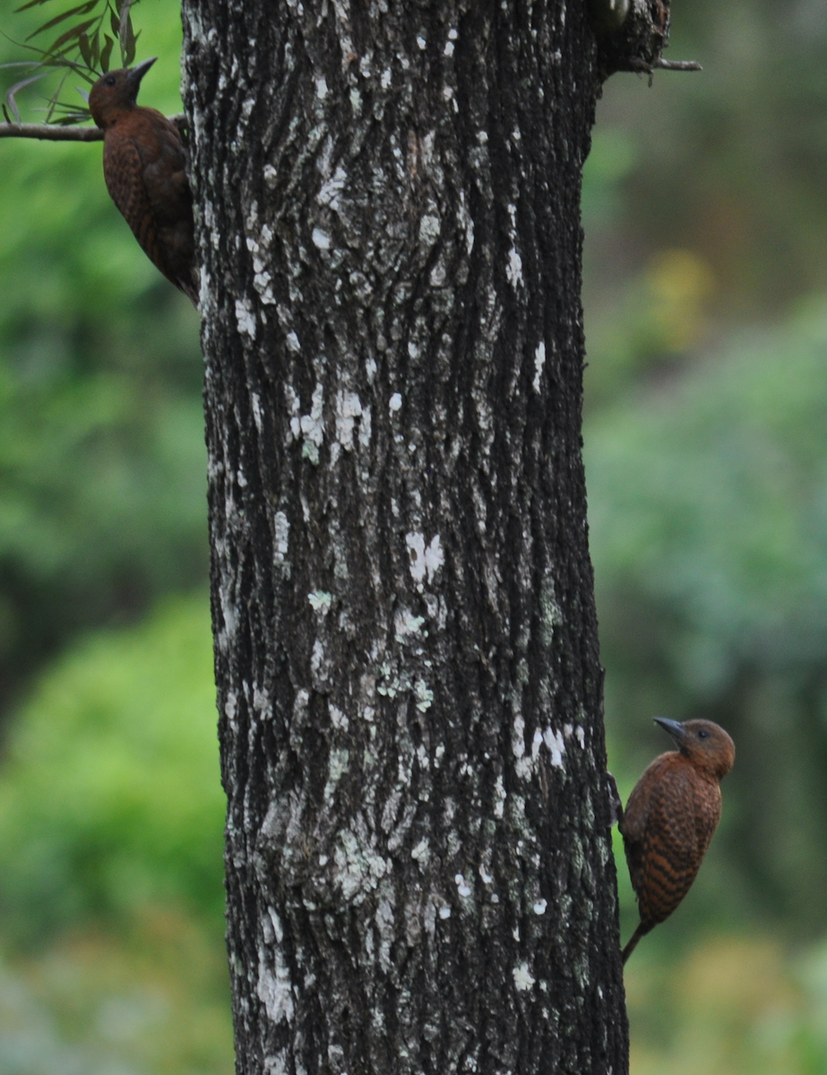 Rufous Woodpecker - Hareesha AS