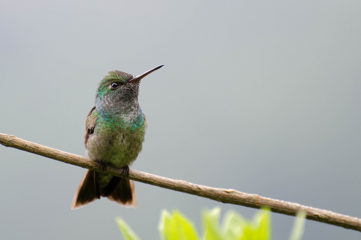 Versicolored Emerald - Marcos Eugênio Birding Guide