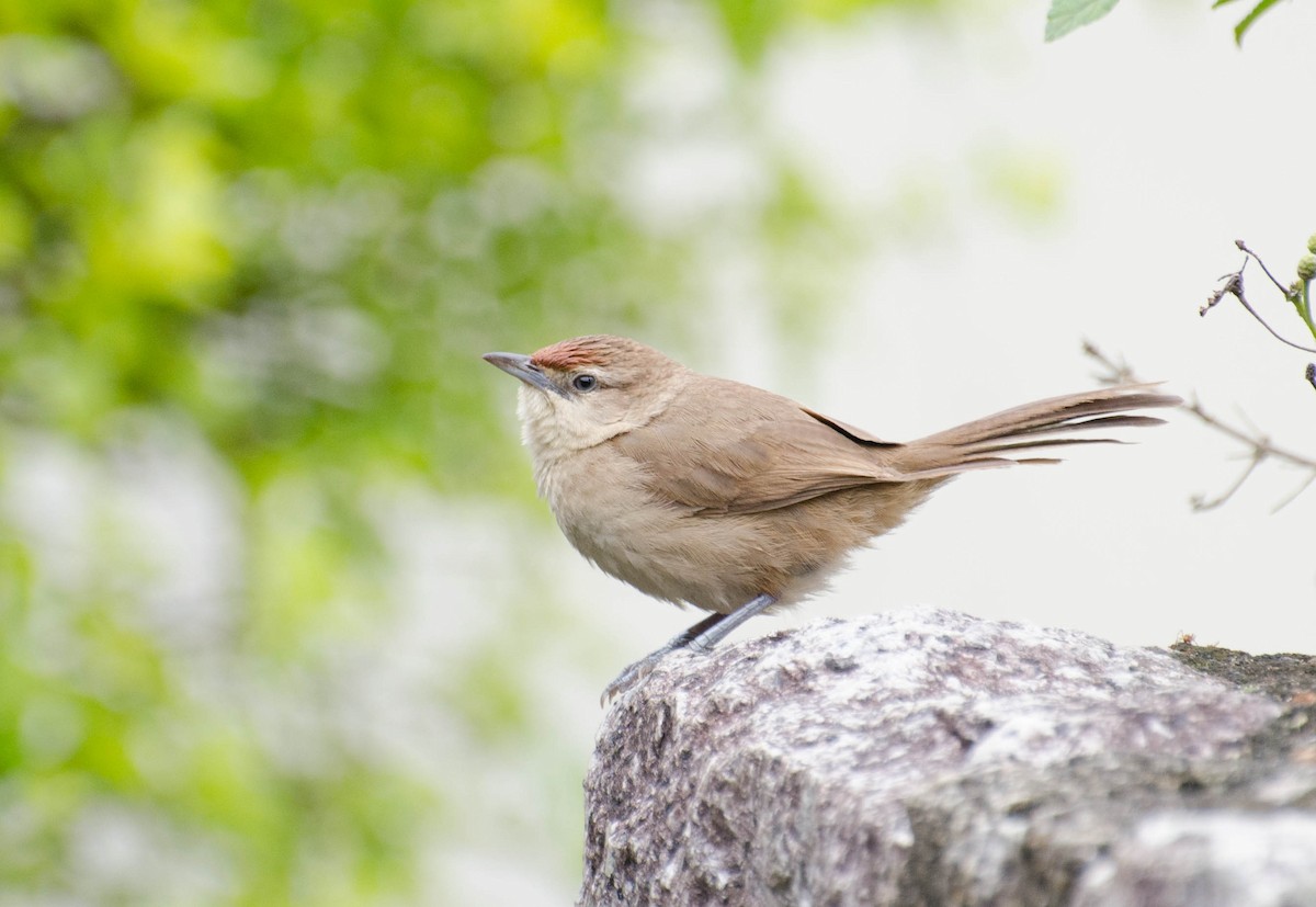 Rufous-fronted Thornbird - ML104050521