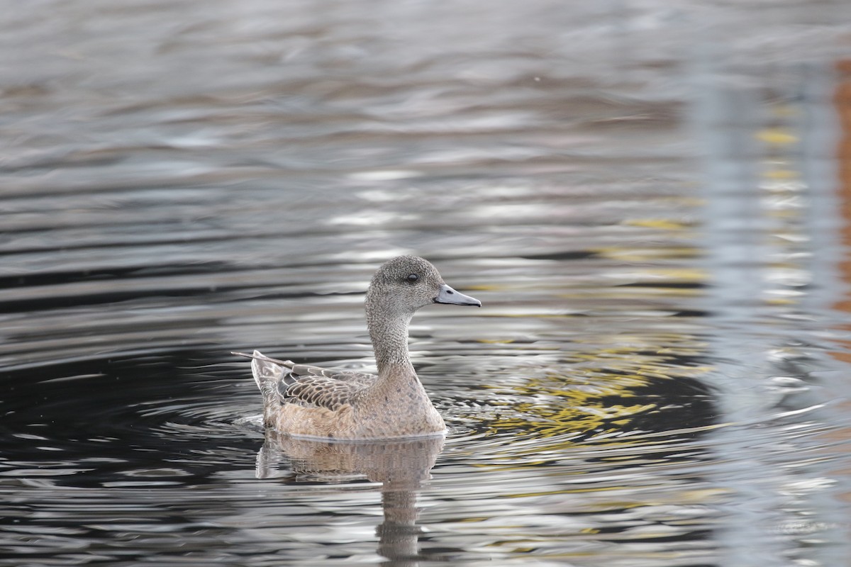 American Wigeon - Pam Sinclair