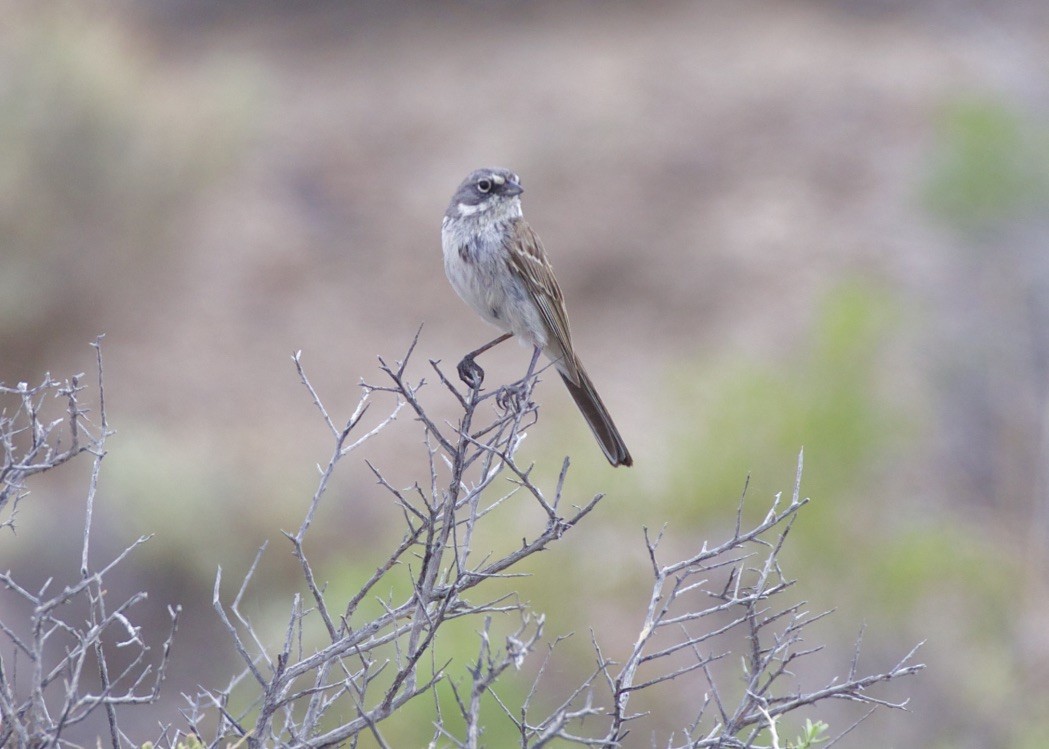 Sagebrush Sparrow - ML104051881