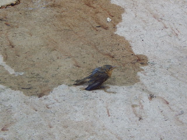 Summer Tanager - Jason Fisher