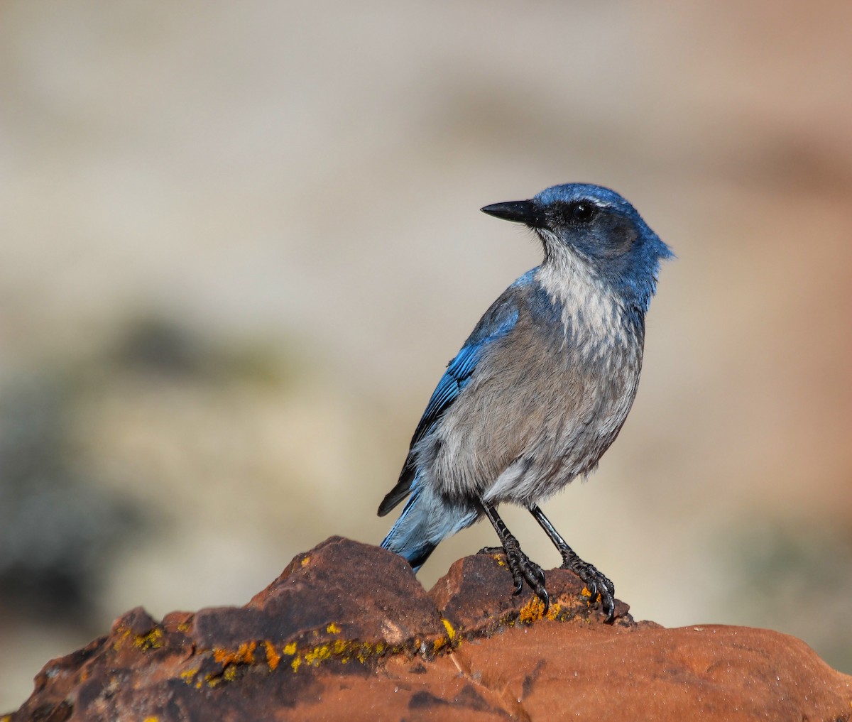 Woodhouse's Scrub-Jay - Adit Nehra