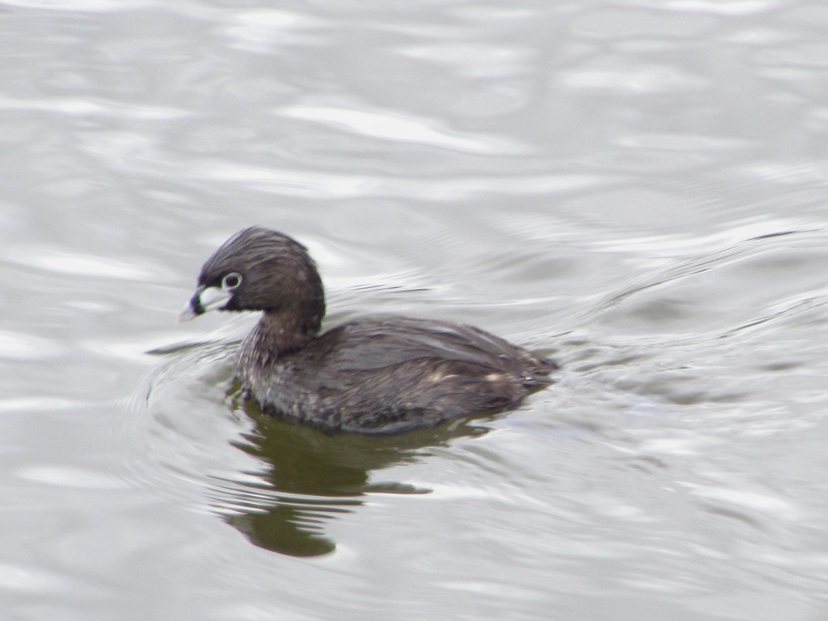 Pied-billed Grebe - Juan Sebastian Arango Gonzalez