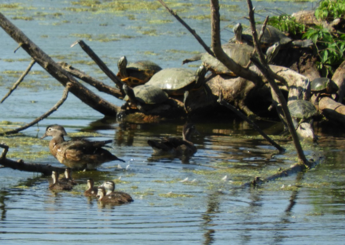 Wood Duck - ML104056611