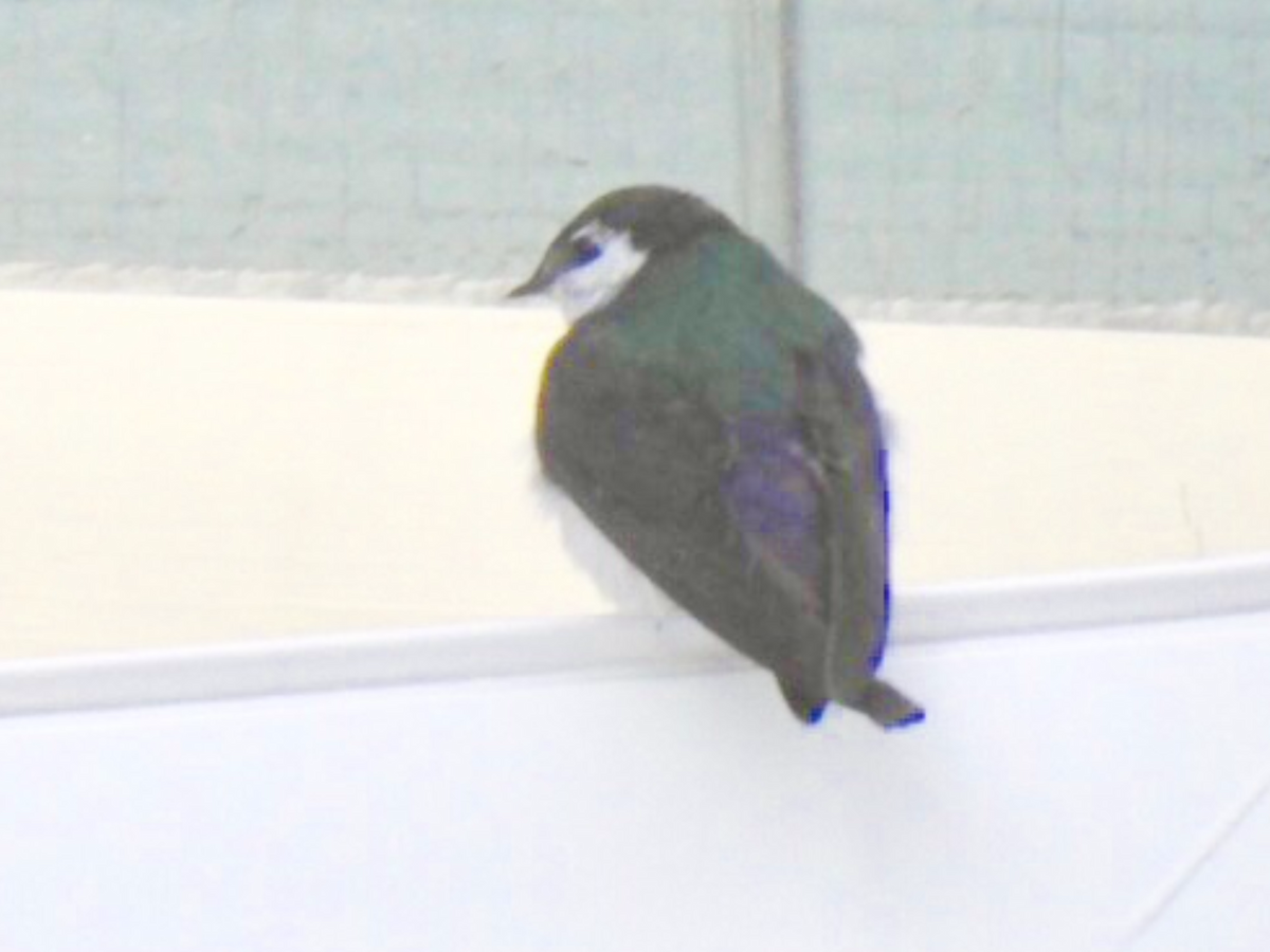 Violet-green Swallow - ML104057771