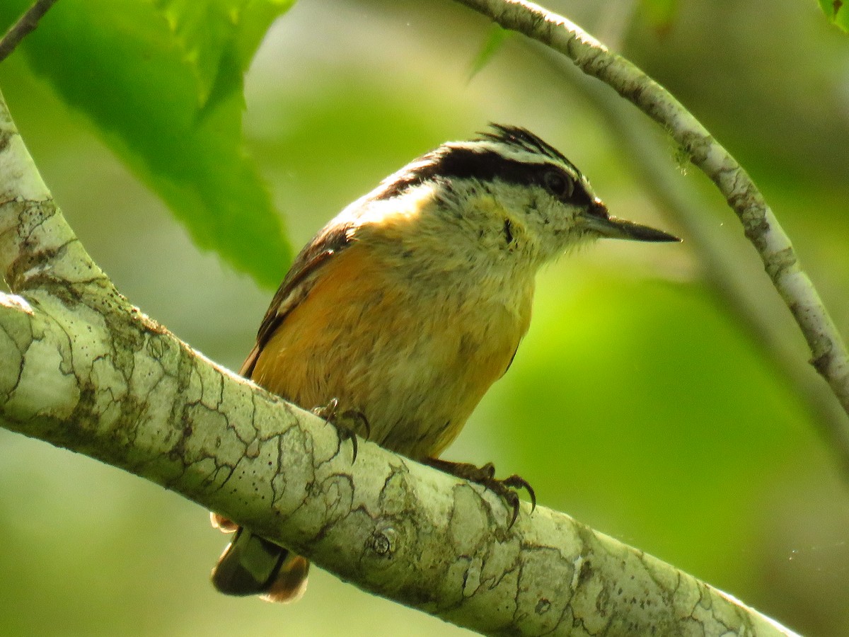 Red-breasted Nuthatch - Andy de Champlain