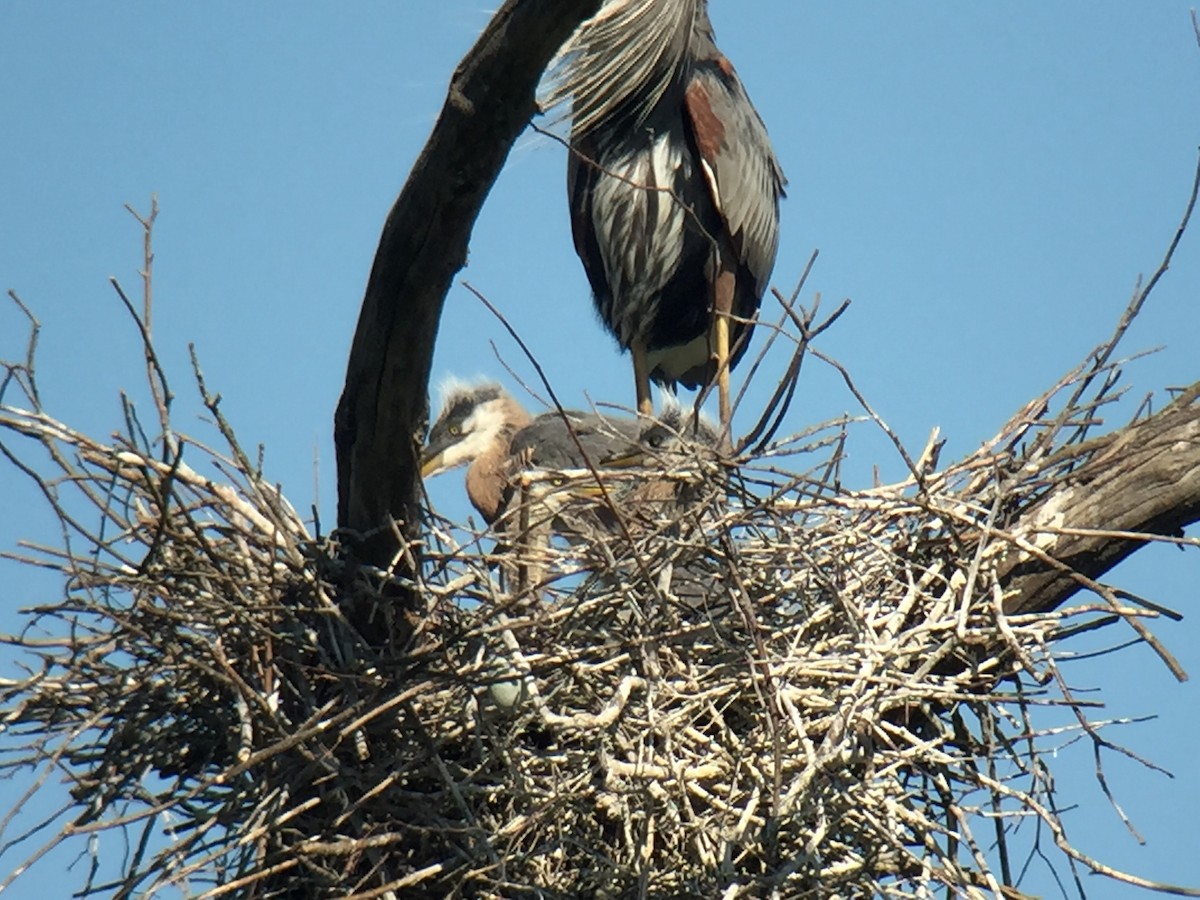 Great Blue Heron - ML104058641