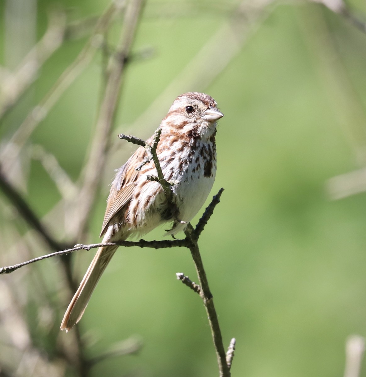 Song Sparrow - ML104059291