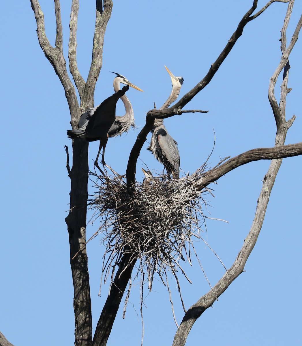 Great Blue Heron - ML104059371