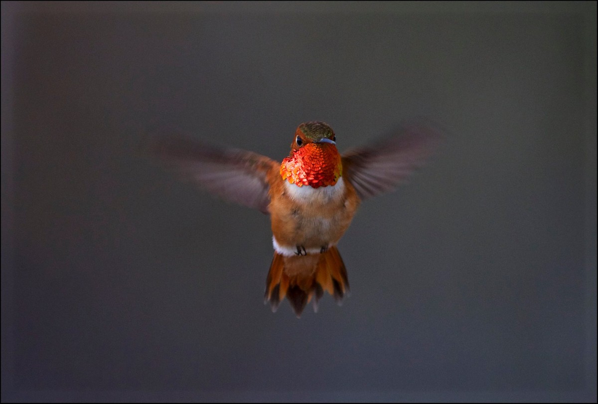Rufous Hummingbird - Mark Penninger