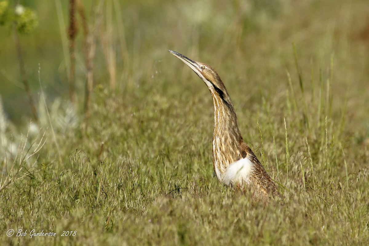 American Bittern - ML104059691