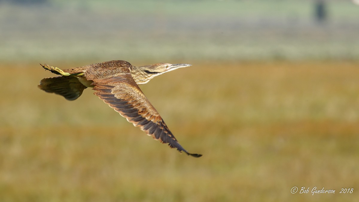 American Bittern - Bob Gunderson