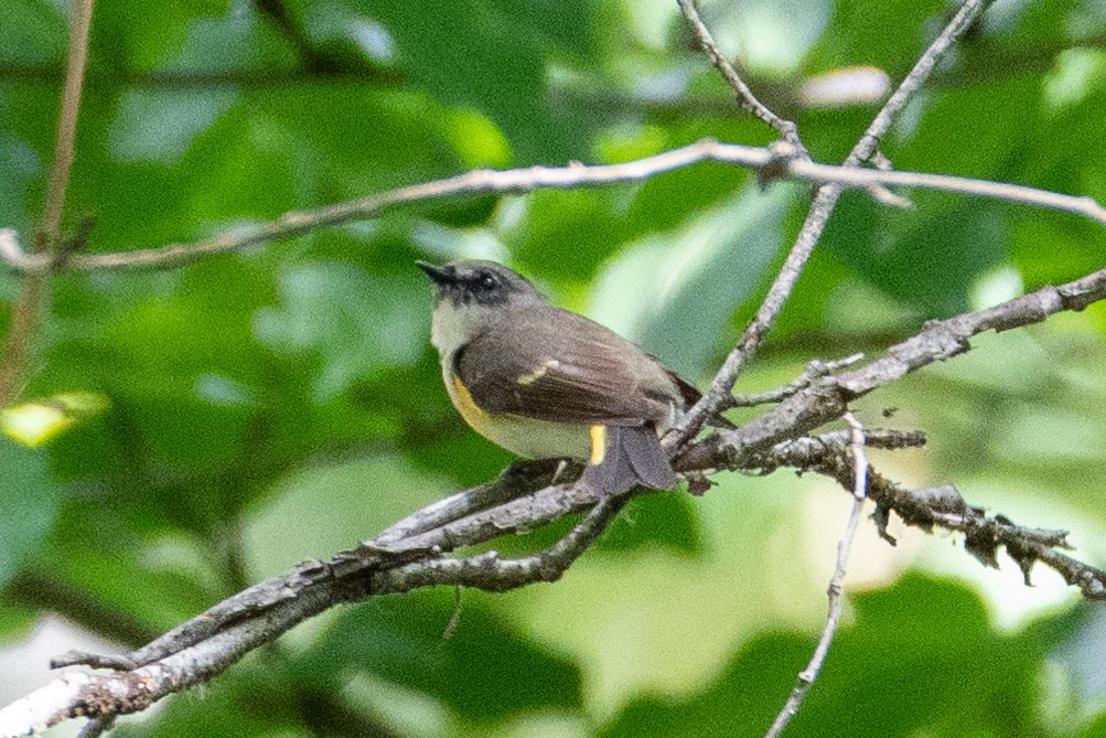 American Redstart - Marc Sole