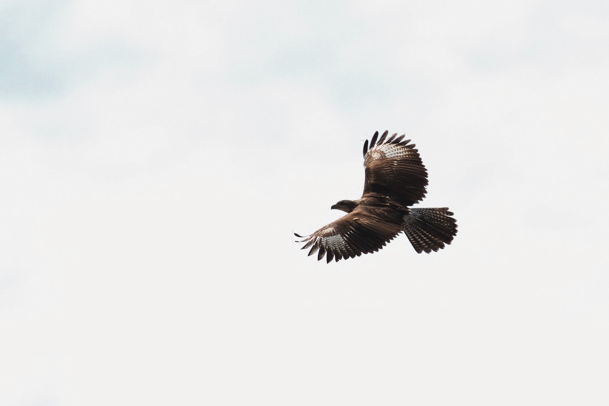 Great Black Hawk - ML104060681