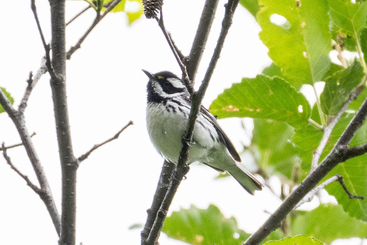 Black-throated Gray Warbler - Marc Sole