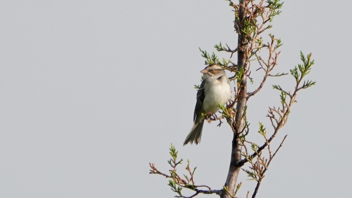 Clay-colored Sparrow - ML104062121