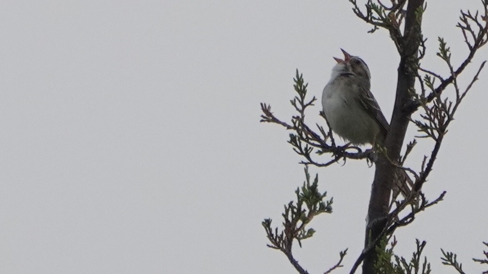Clay-colored Sparrow - ML104062411