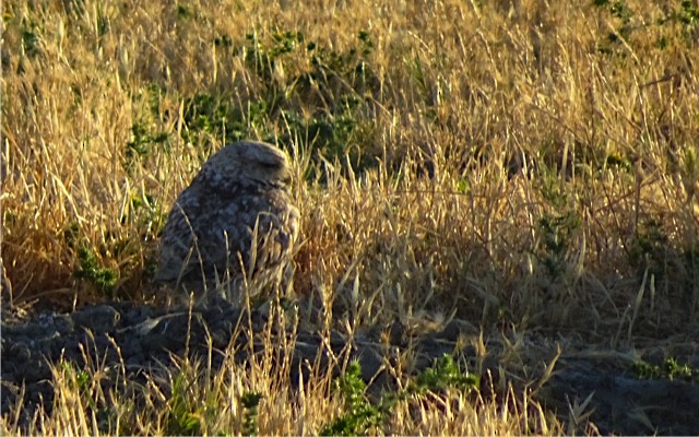 Burrowing Owl - ML104063741